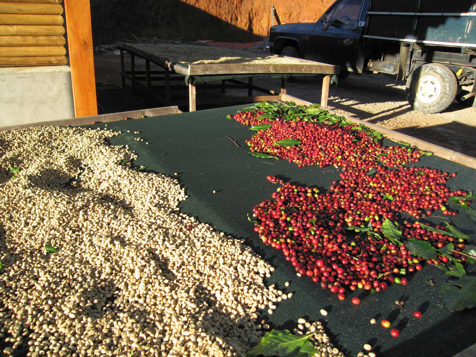 Ripe coffee cherries in the coffee country around Xico